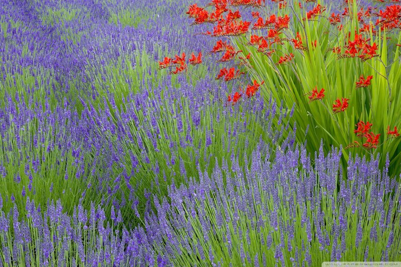 Lavender Field with Red Flowers — Purple, Serene