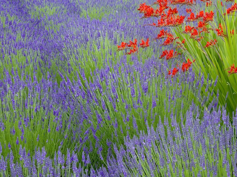 Lavender Field with Red Flowers — Purple