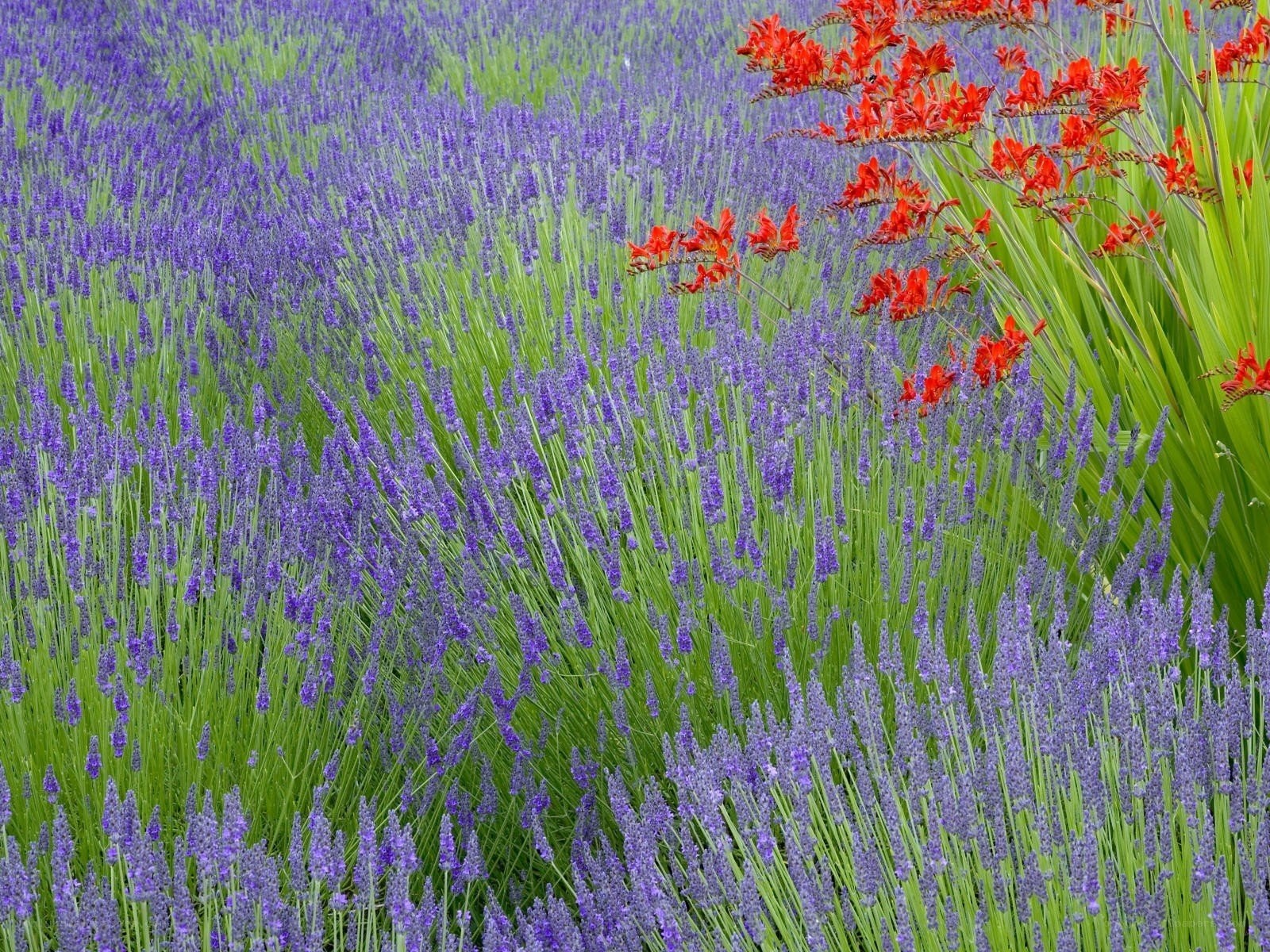 Lavender field with red flowers