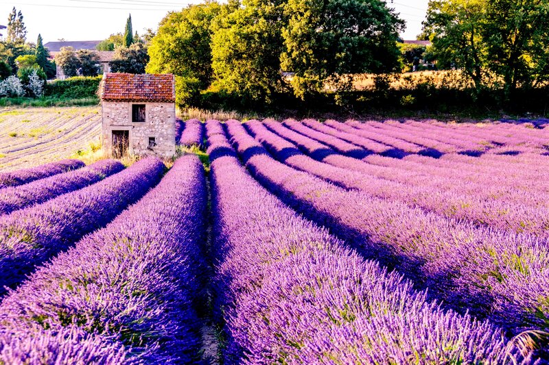 Lavender Field with Shed — Purple