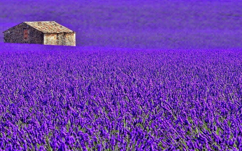 Lavender Field with Shed
