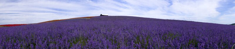 Lavender field with small shed