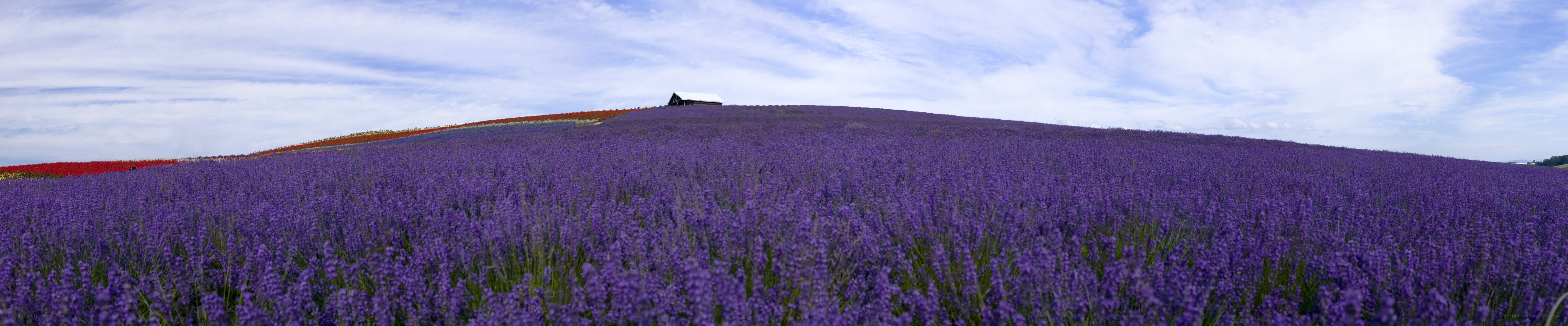 Lavender field with small shed