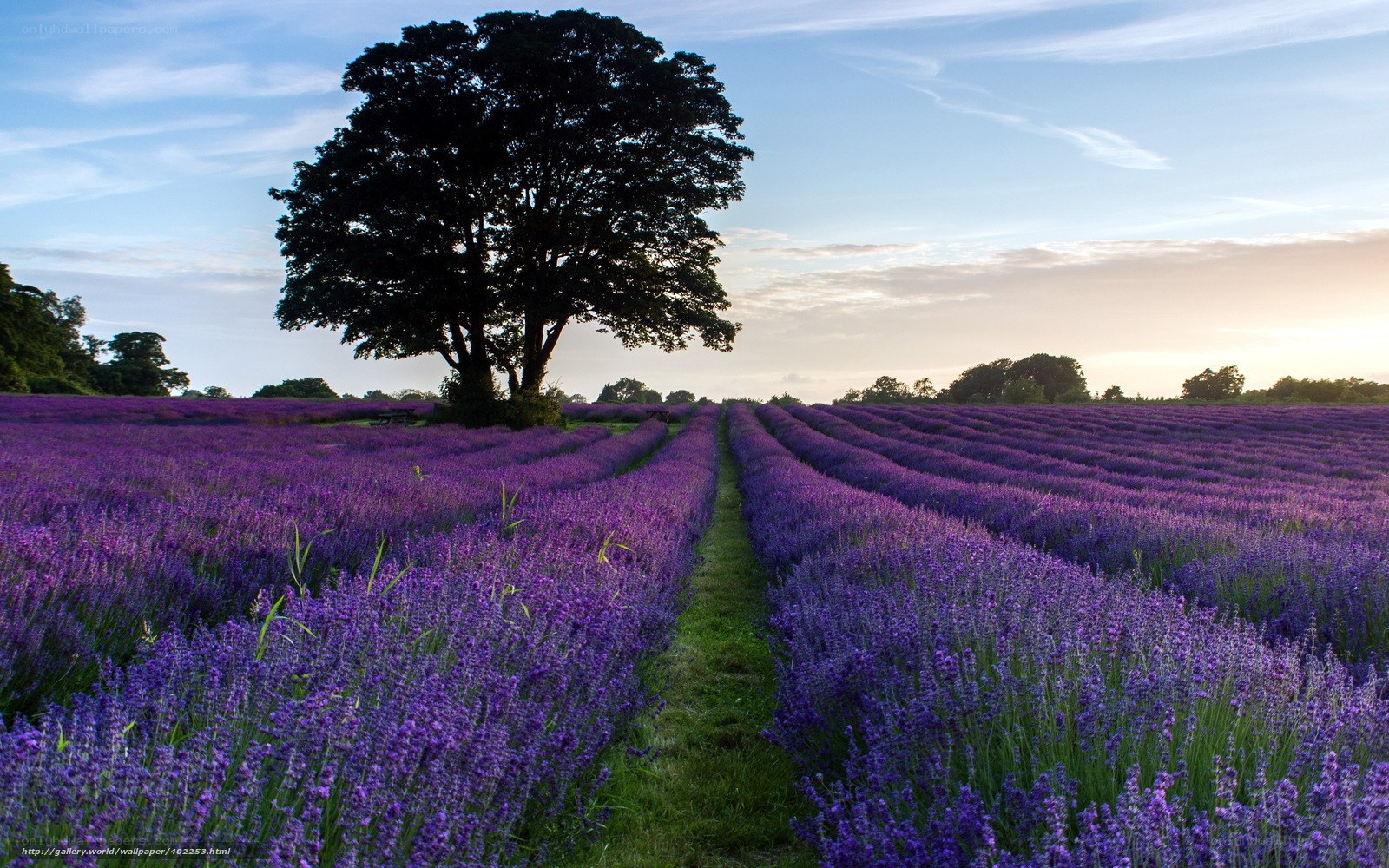 Lavender field with solitary tree