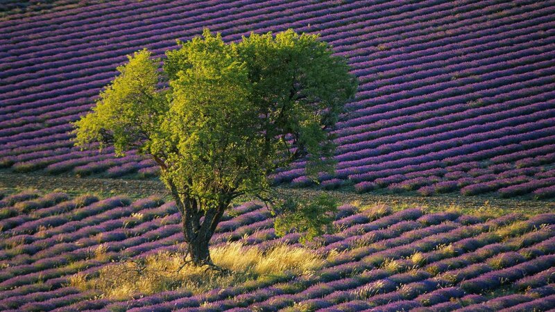 Lavender field with solitary tree