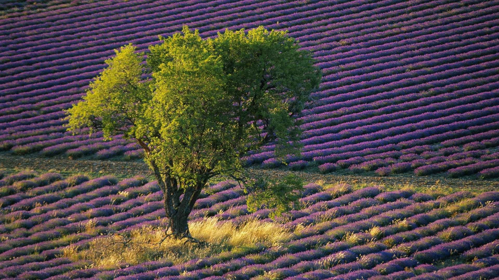 Lavender field with solitary tree