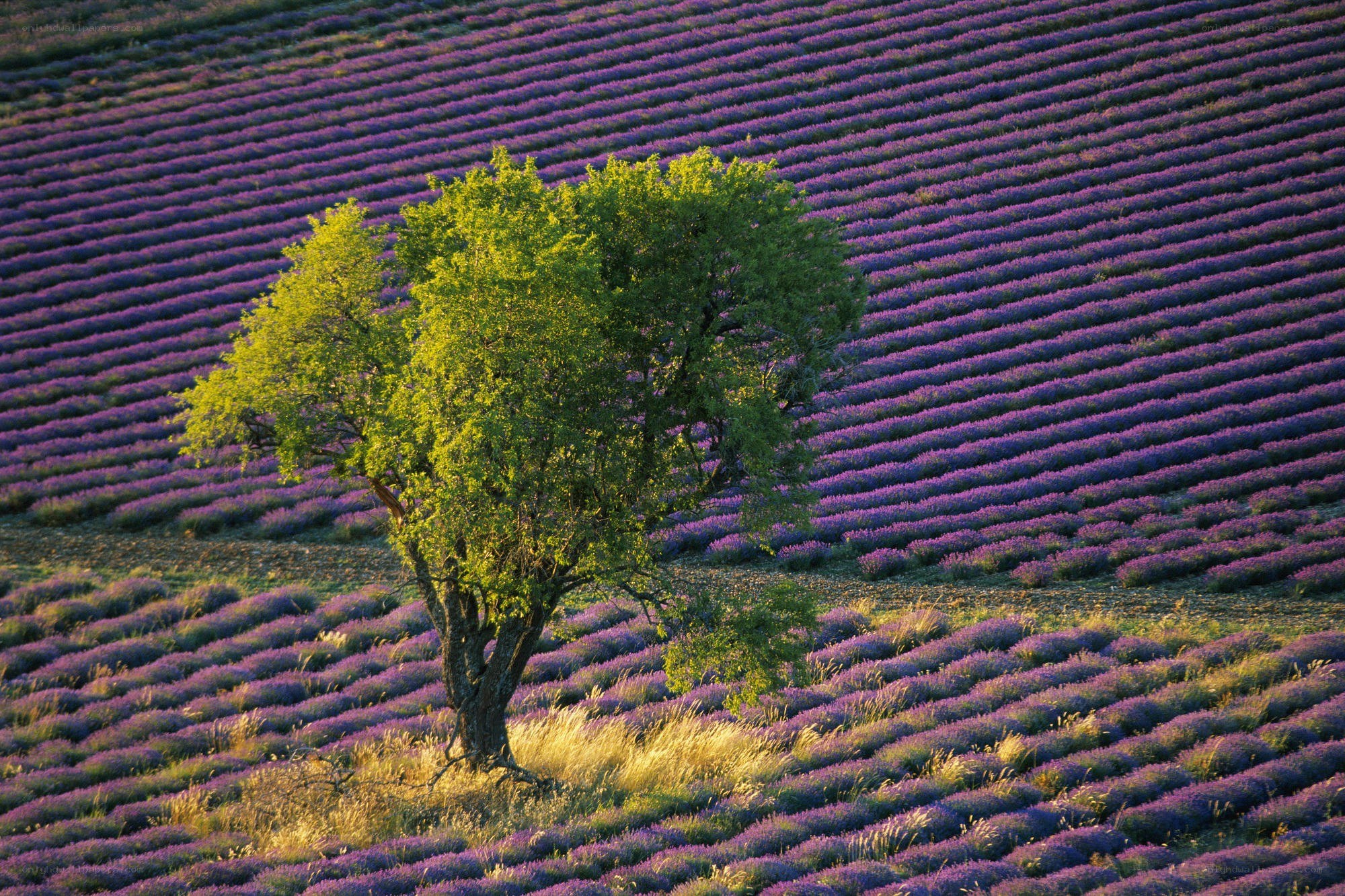 Lavender field with solitary tree
