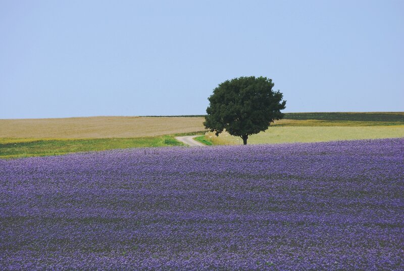 Lavender field with solitary tree