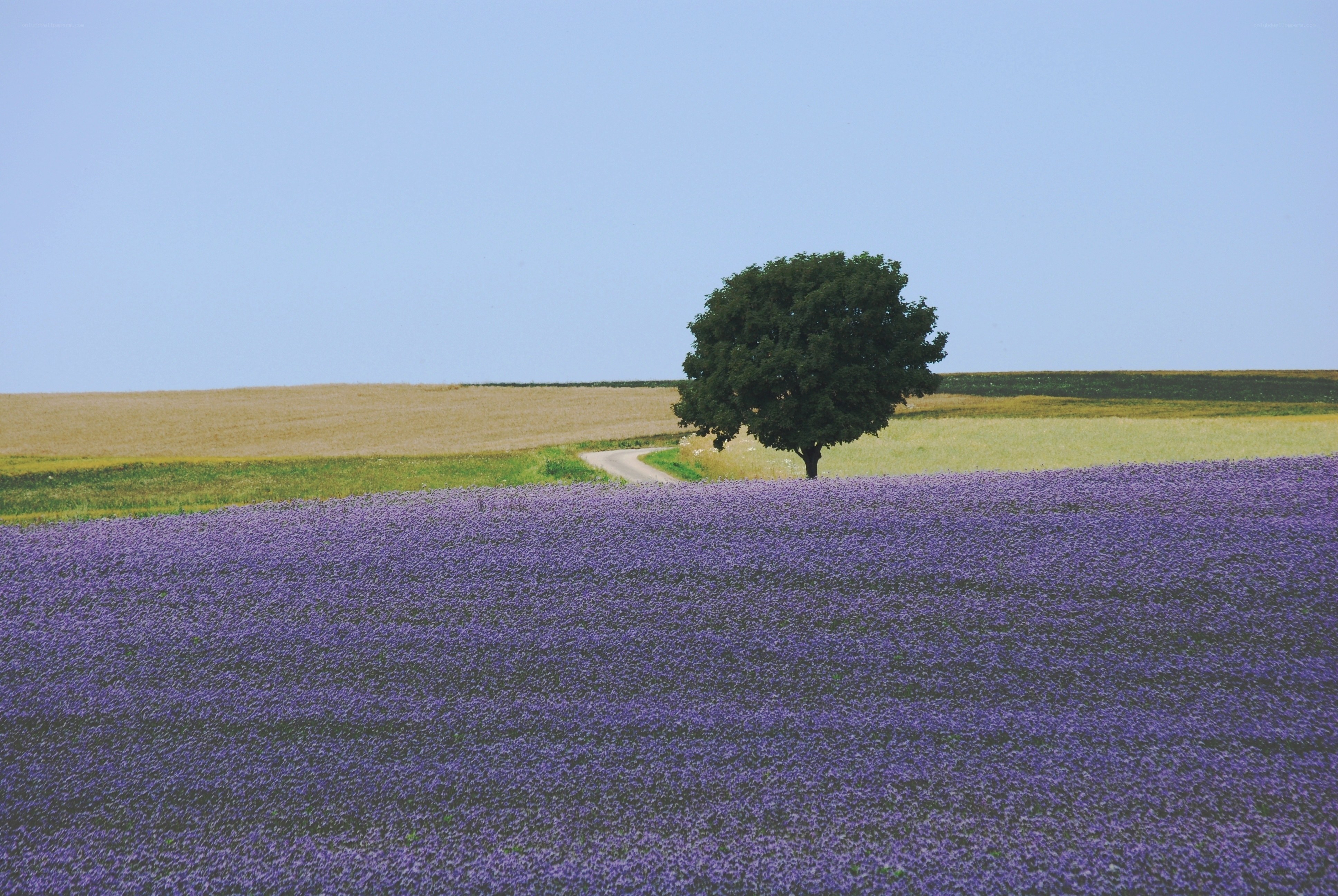 Lavender field with solitary tree