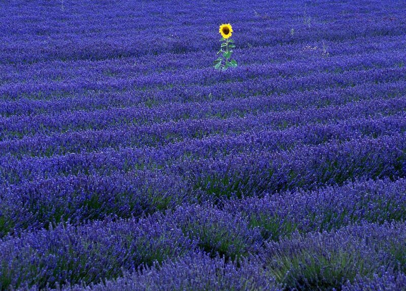Lavender field with sunflower