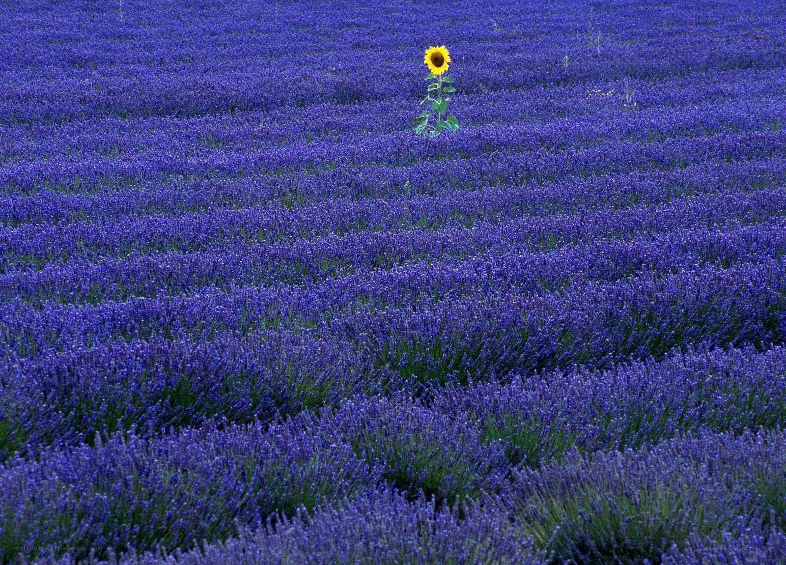 Lavender field with sunflower