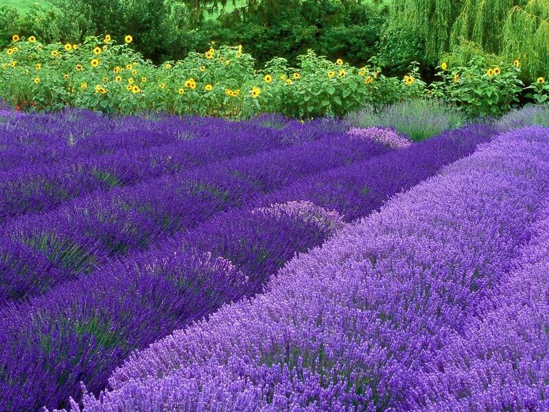 Lavender Field with Sunflowers — Purple, Serene