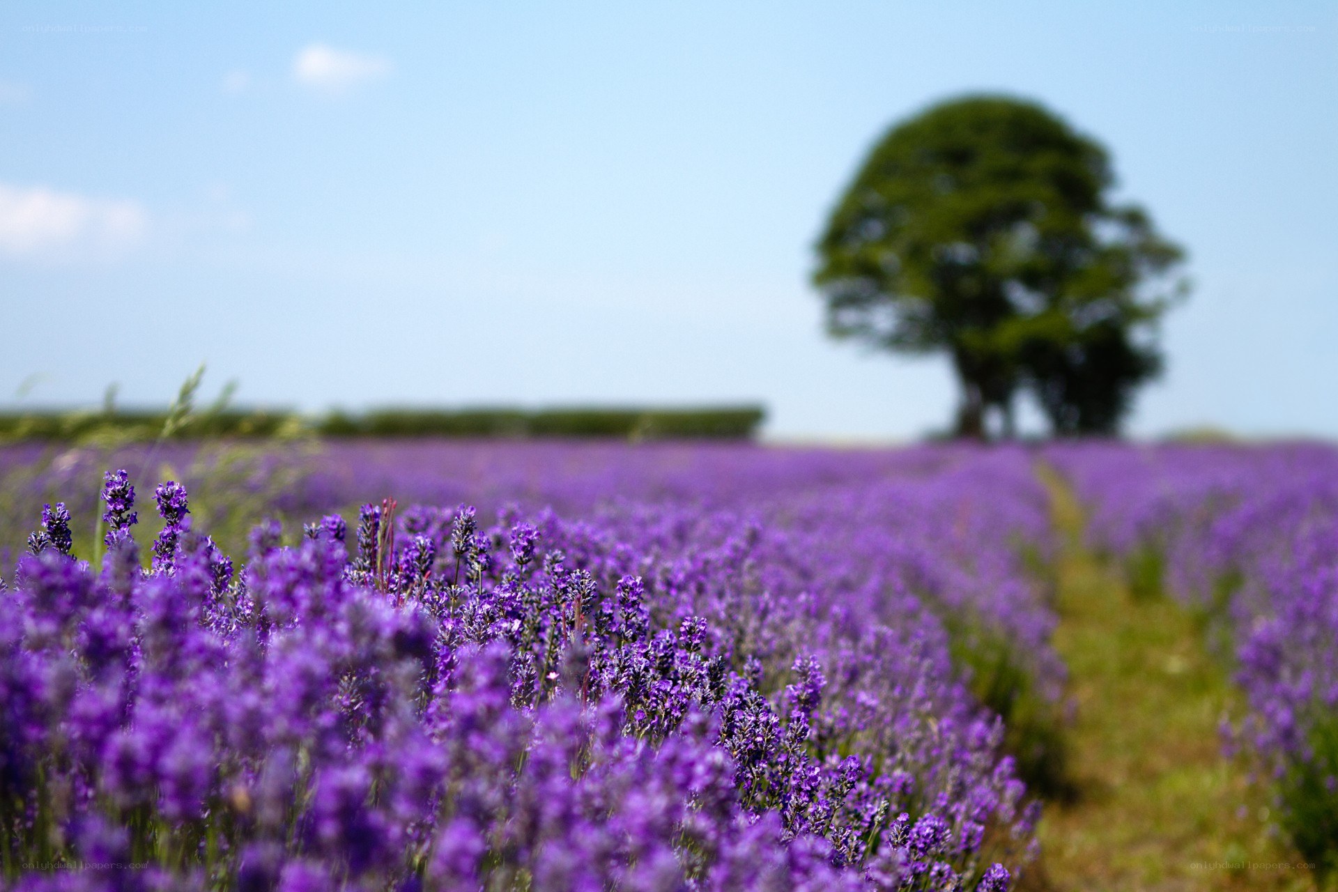 Lavender field with tree