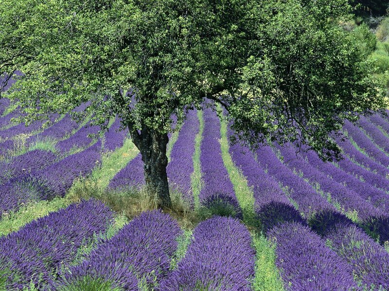 Lavender field with tree