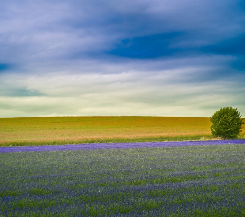 Lavender Field with Tree — Afternoon