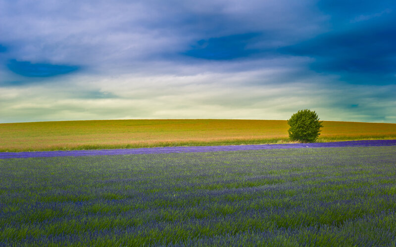 Lavender Field with Tree — Dramatic