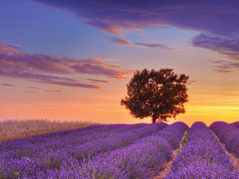 Lavender Field with Tree — Photograph