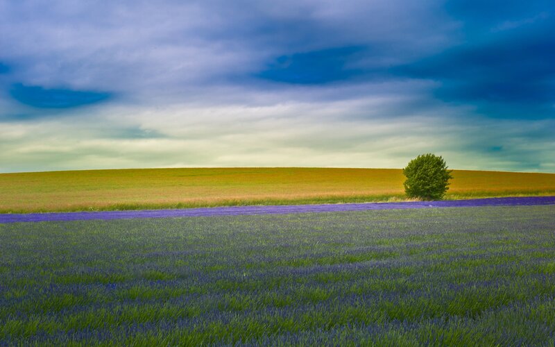 Lavender Field with Tree — Purple, Dramatic, Afternoon, Photograph, Sky