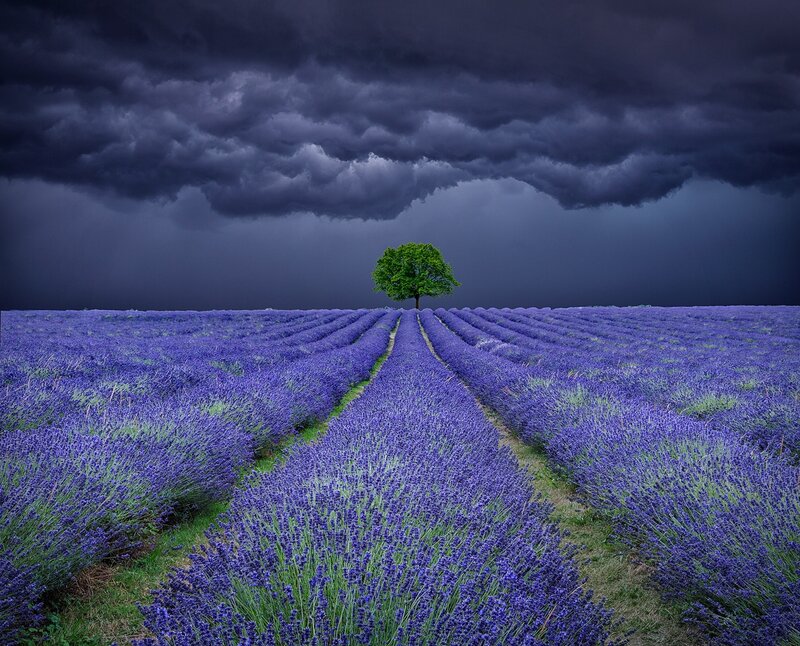 Lavender Field with Tree — Purple, Dramatic, Afternoon, Photograph