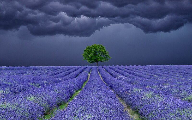 Lavender Field with Tree — Purple, Dramatic, Afternoon