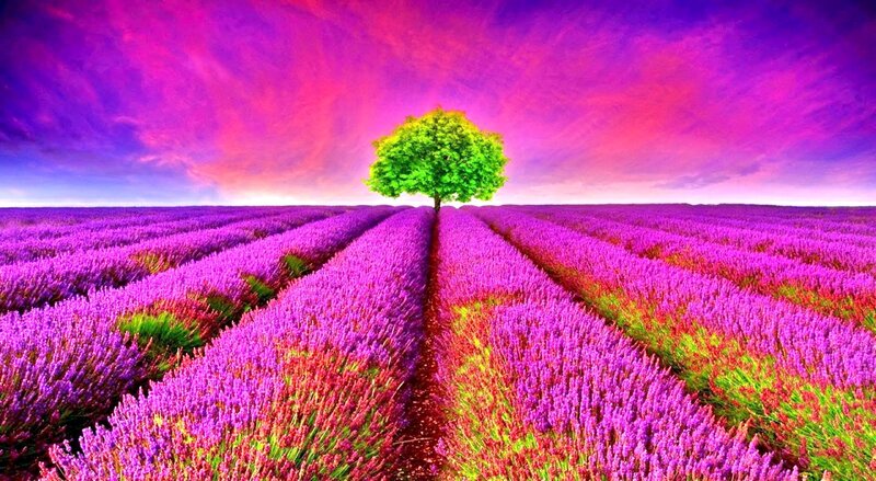 Lavender Field with Tree — Purple, Dramatic, Sunset, Digital Art