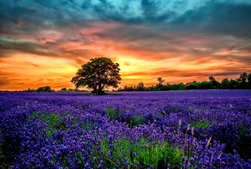 Lavender Field with Tree — Purple, Dramatic, Sunset