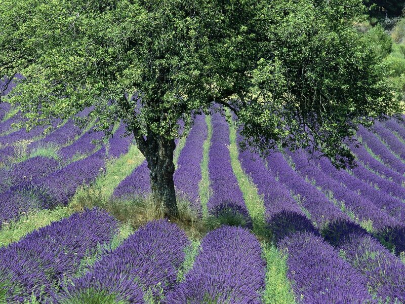 Lavender Field with Tree — Purple, Serene, Afternoon, Photograph, Flowers