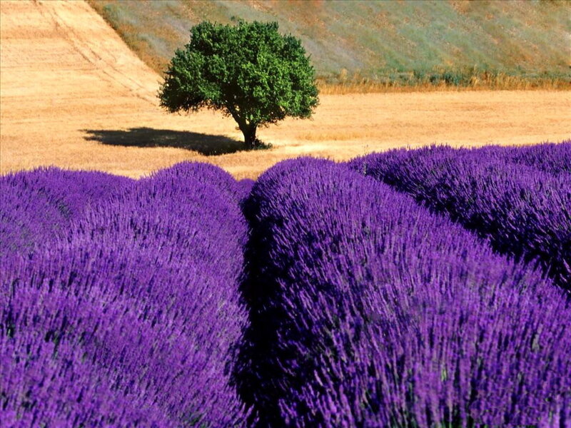 Lavender Field with Tree — Purple, Serene, Afternoon, Photograph, Hill