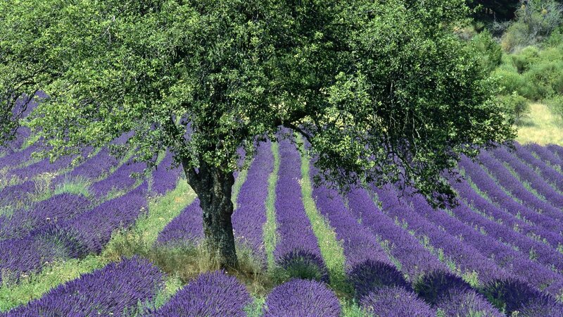 Lavender Field with Tree — Purple, Serene, Afternoon, Photograph, Hills, Green