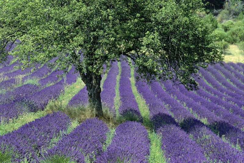 Lavender Field with Tree — Purple, Serene, Afternoon, Photograph, Hills