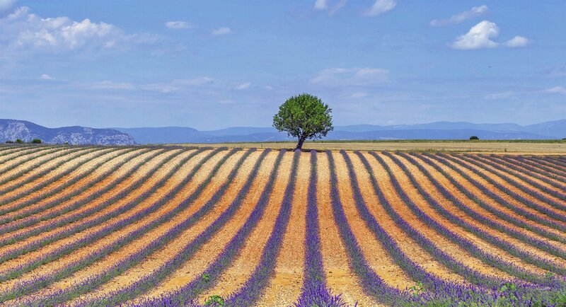 Lavender Field with Tree — Purple, Serene, Afternoon, Photograph, Mountains, Sky