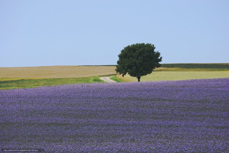 Lavender Field with Tree — Purple, Serene, Afternoon, Photograph, Road