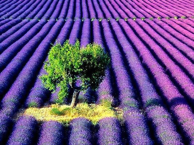 Lavender Field with Tree — Purple, Serene, Afternoon, Photograph, Shadows
