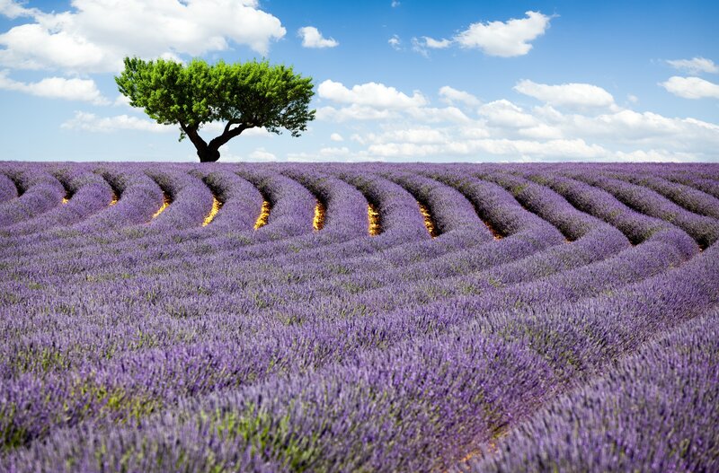 Lavender Field with Tree — Purple, Serene, Afternoon, Photograph, Sky, Clouds, Blue, Green