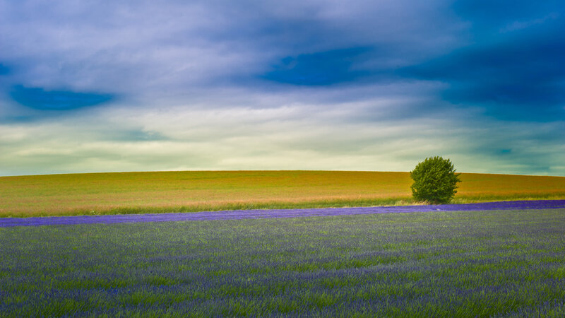 Lavender Field with Tree — Purple, Serene, Afternoon, Photograph, Sky, Green, Blue