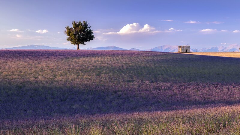 Lavender Field with Tree — Purple, Serene, Afternoon, Photograph, Stone Hut