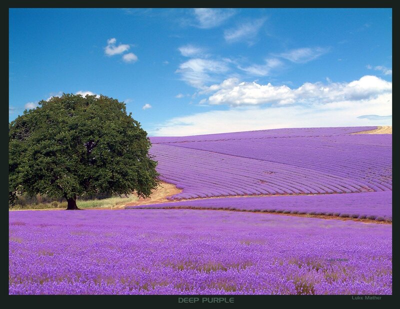 Lavender Field with Tree — Purple, Serene, Afternoon