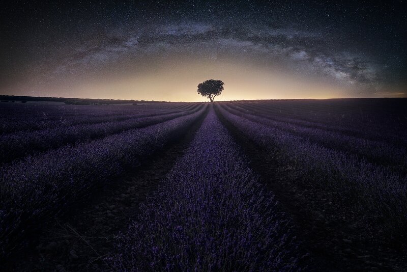 Lavender Field with Tree — Purple, Serene, Night