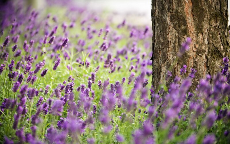 Lavender Field with Tree — Purple, Serene, Spring