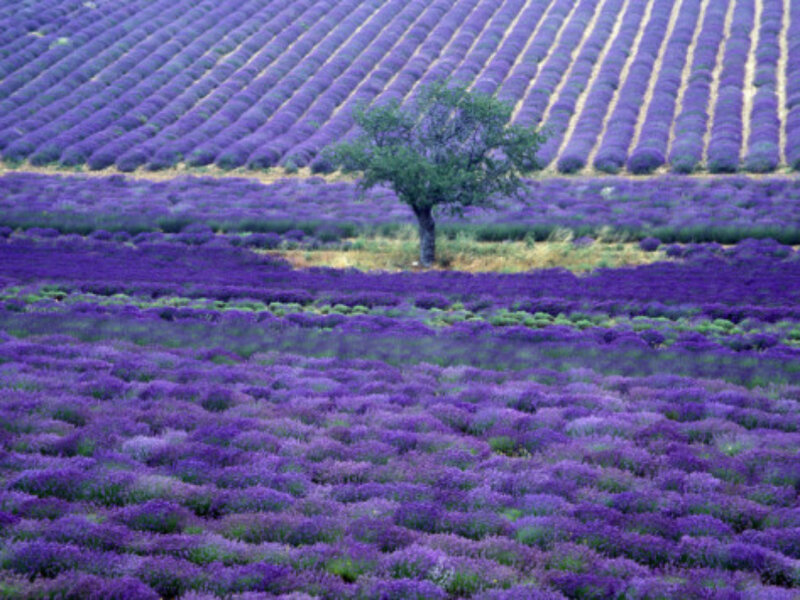 Lavender Field with Tree — Purple, Serene, Summer