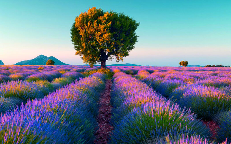 Lavender Field with Tree — Purple, Serene, Sunset, Photograph, Mountain
