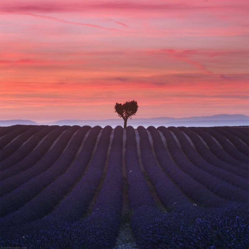 Lavender Field with Tree — Purple, Serene, Sunset, Photograph, Mountains