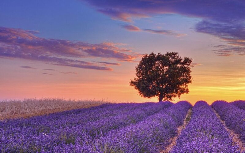 Lavender Field with Tree — Purple, Serene, Sunset, Photograph, Sky, Clouds