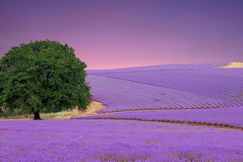 Lavender Field with Tree — Purple, Serene, Sunset, Photograph, Sky