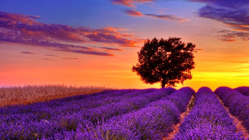 Lavender Field with Tree — Purple, Serene, Sunset, Photograph