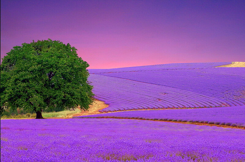 Lavender Field with Tree — Purple, Serene, Sunset