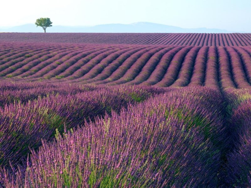 Lavender Field with Tree — Purple, Serene