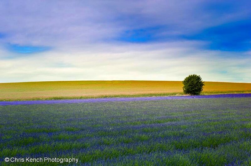 Lavender Field with Tree — Purple