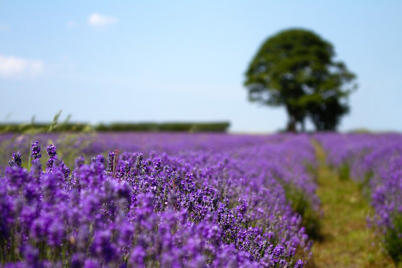 Lavender Field with Tree — Serene