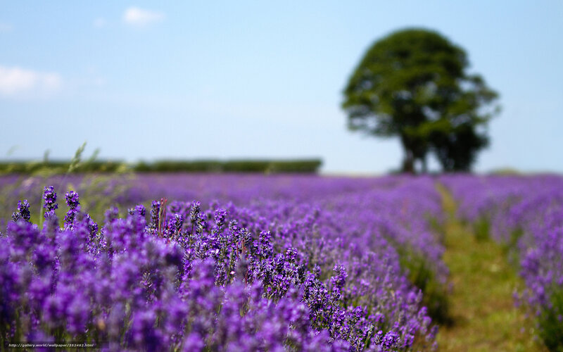 Lavender field with tree